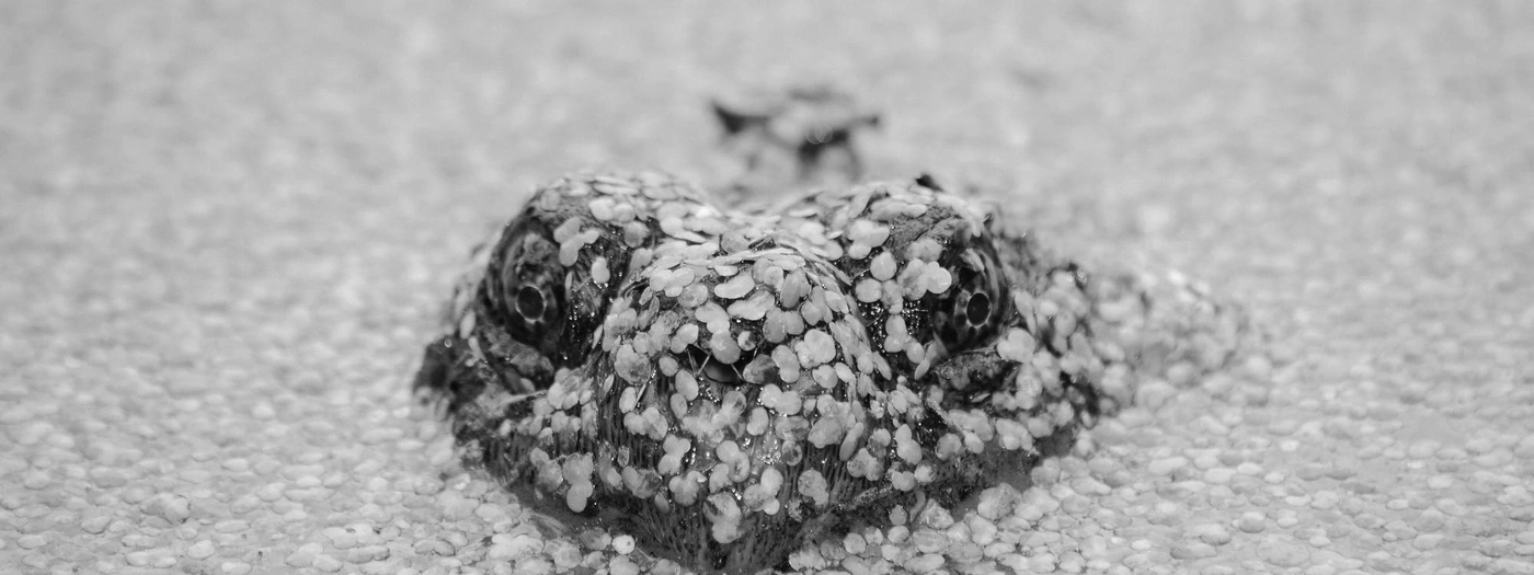 Frosch im Wasser, Nahaufnahme, schwarz-weiß, Augen, Tarnung, Steine, Natur, Tier, Amphibie