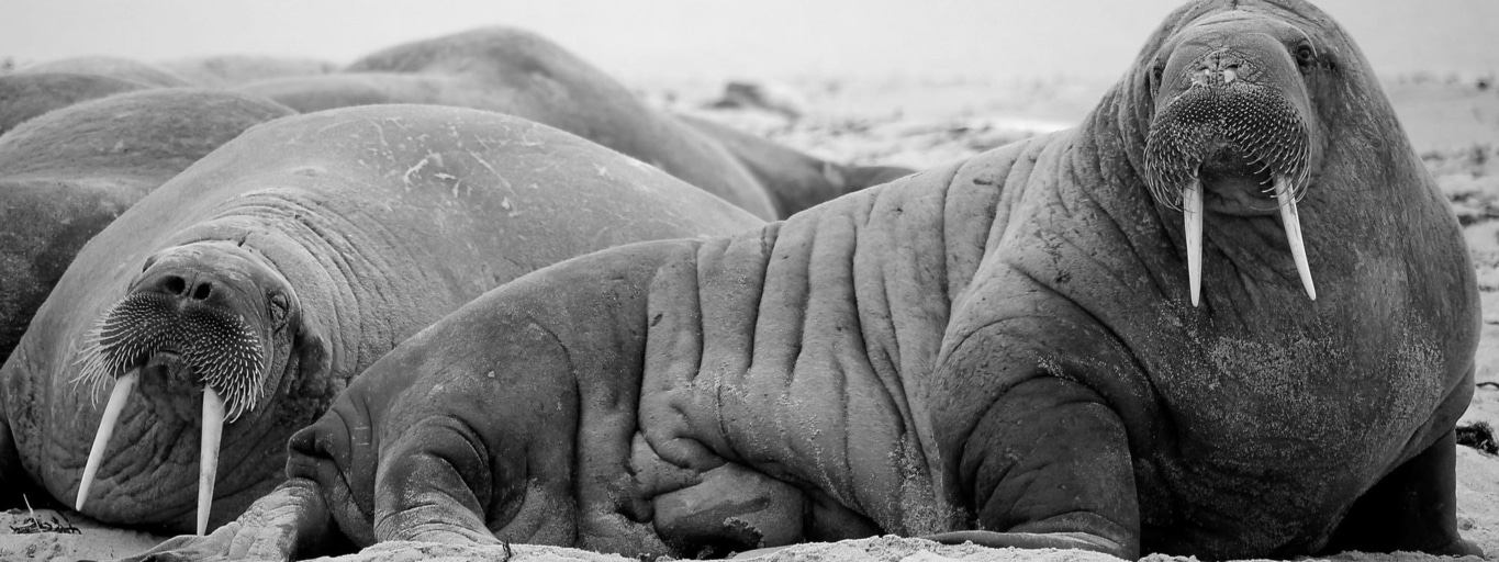 Schwarzweiß-Foto von zwei Walrossen am Strand, mit Stoßzähnen und Schnurrhaaren.