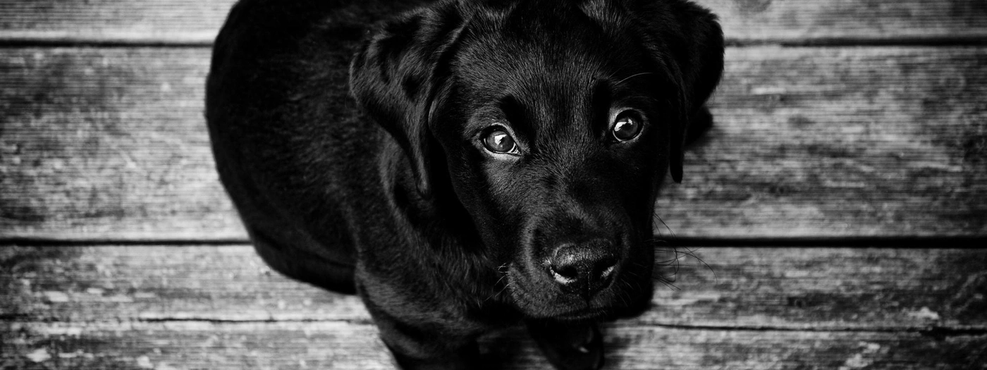 Schwarzer Labrador-Welpe, der auf Holz liegt und in die Kamera schaut.