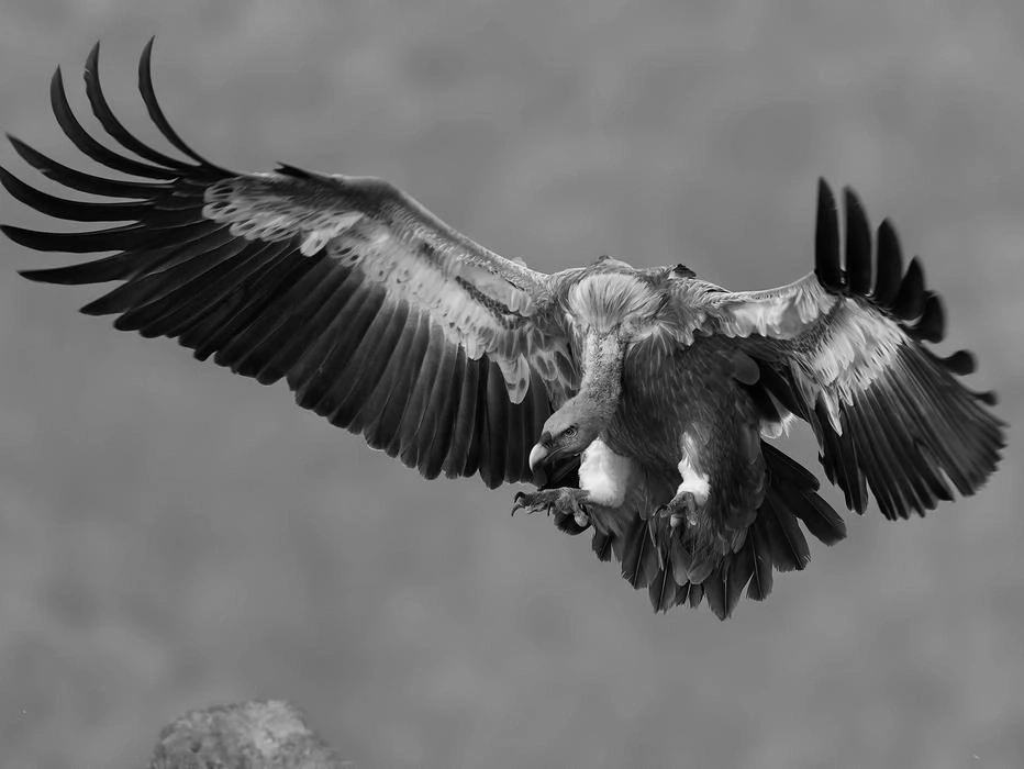 Ein fliegender Geier mit ausgebreiteten Flügeln, in Schwarzweiß, vor grauem Hintergrund.