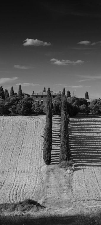 Schwarz-Weiß-Landschaft mit Bäumen, Feldern und einem Haus unter bewölktem Himmel.
