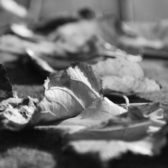 Nahaufnahme von Herbstblättern in Schwarzweiß, Detailaufnahme, Textur, Natur