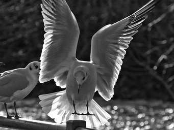 Schwarzweißfoto von Möwen, eine mit ausgebreiteten Flügeln, die andere daneben