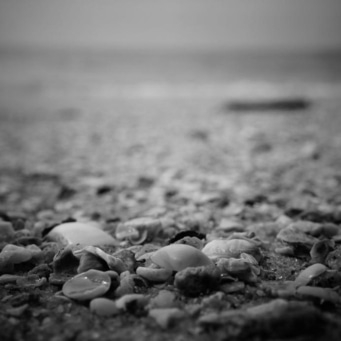 Nahaufnahme von Muscheln am Strand, Schwarzweißfotografie, unscharfer Hintergrund